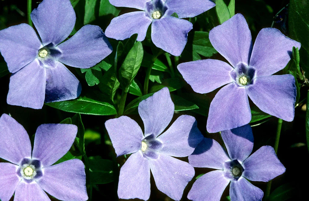 Periwinkle Emerges as a Pioneering Managed PDS Provider, Empowering Users with Decentralized Social Media Ownership.