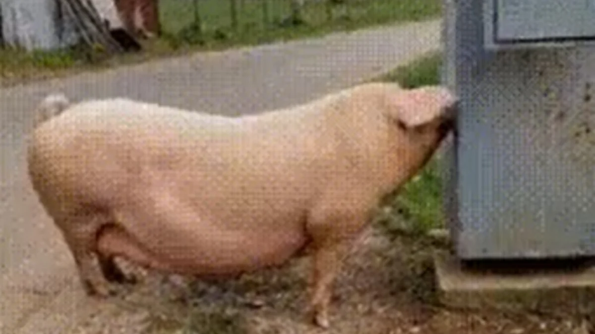 The Cultural Phenomenon and Digital Evolution of the Pig Electrocuted GIF