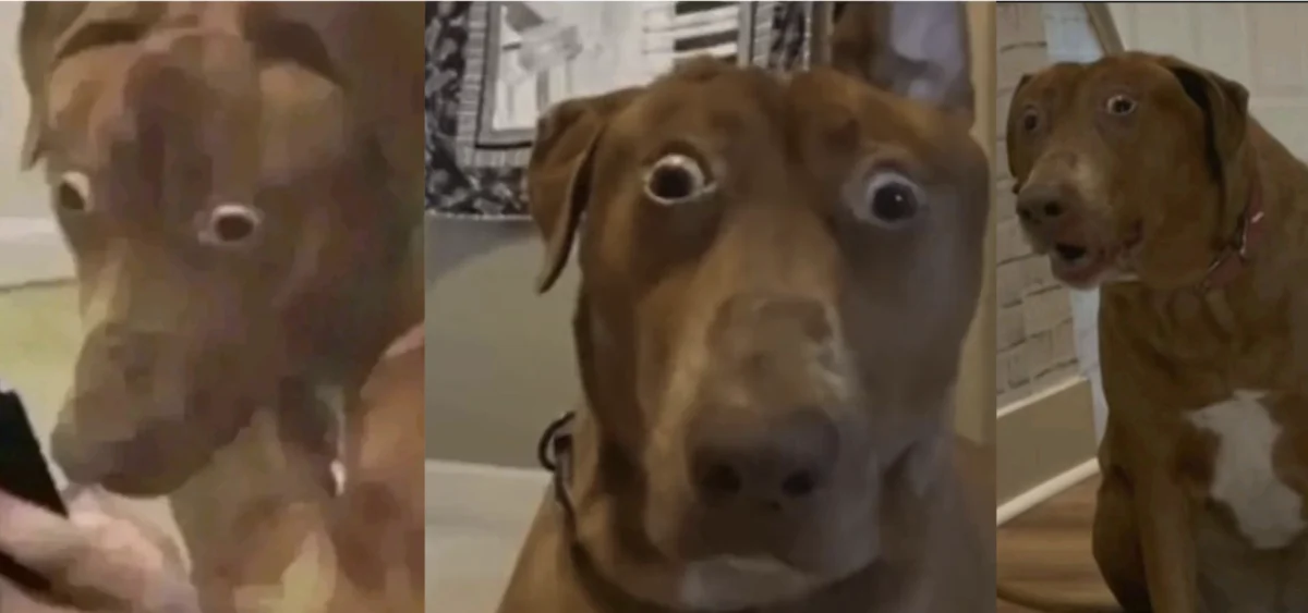 The Digital Ascent of Belle the Dog and the Evolution of the Scared Dog Reaction Image Phenomenon