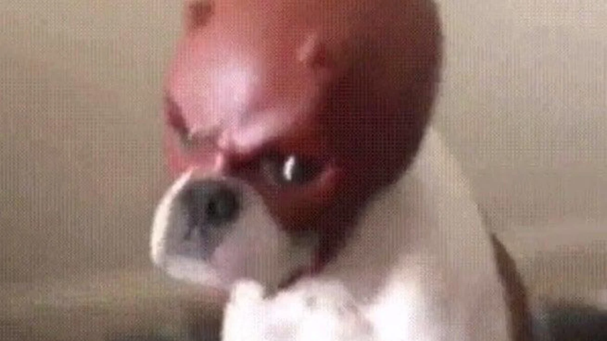 Daredevil Dog: The Evolution and Cultural Resurgence of a Viral Phenomenon