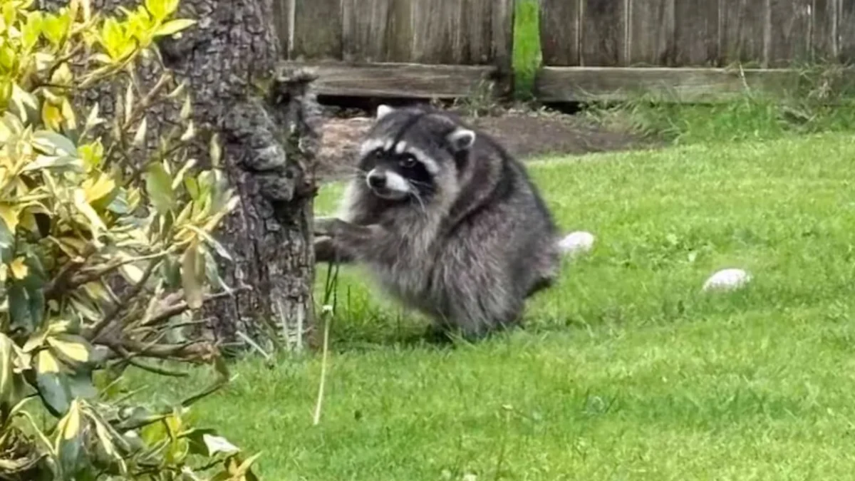 Jimothy the Raccoon Captivates Global Internet Audience as Seattle Urban Wildlife Phenomenon Highlights Rare Genetic Condition