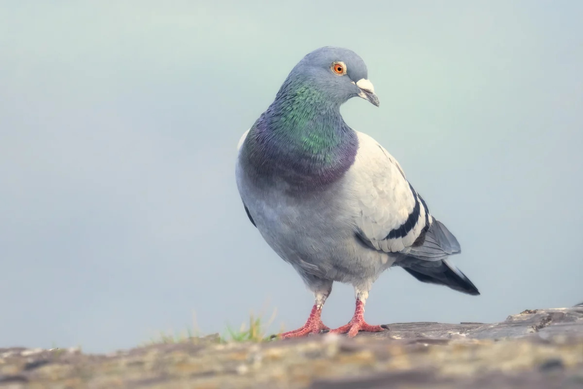 Roost App Soars to 300,000 Users, Rekindling ‘Slow-cial’ Media Trend Amidst Digital Fatigue and AI Art Debate