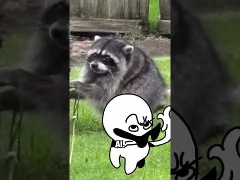 Jimothy The Raccoon Has Stolen Everyone’s Hearts