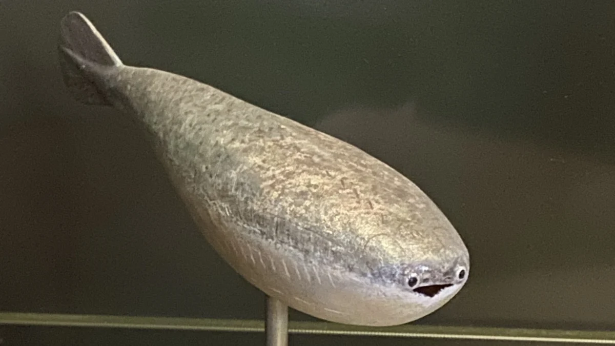 The Resurrection of Sacabambaspis How an Extinct Ordovician Fish Became a Modern Digital Icon