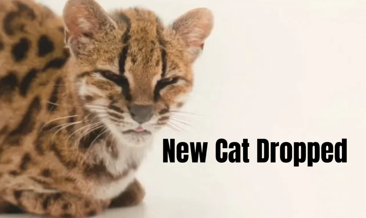 Discovery of Leopardus Tilcayo Marks First New Feline Species Identified in Over a Century