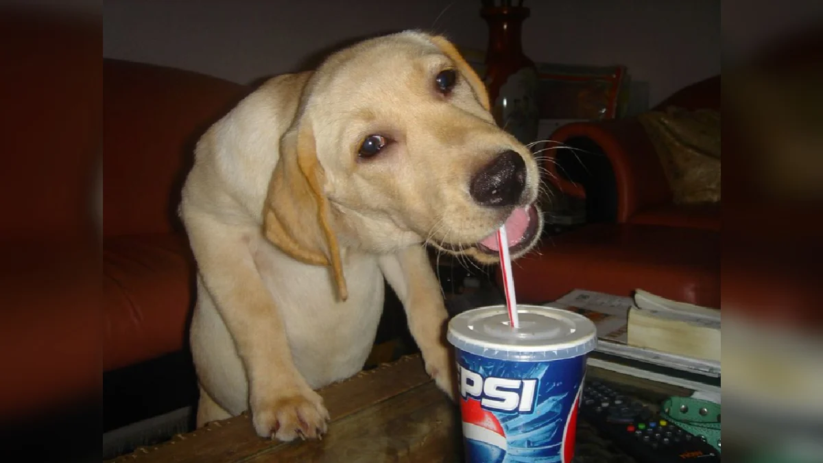 Pepsi Dog: The Evolution and Cultural Legacy of a Viral Canine Phenomenon